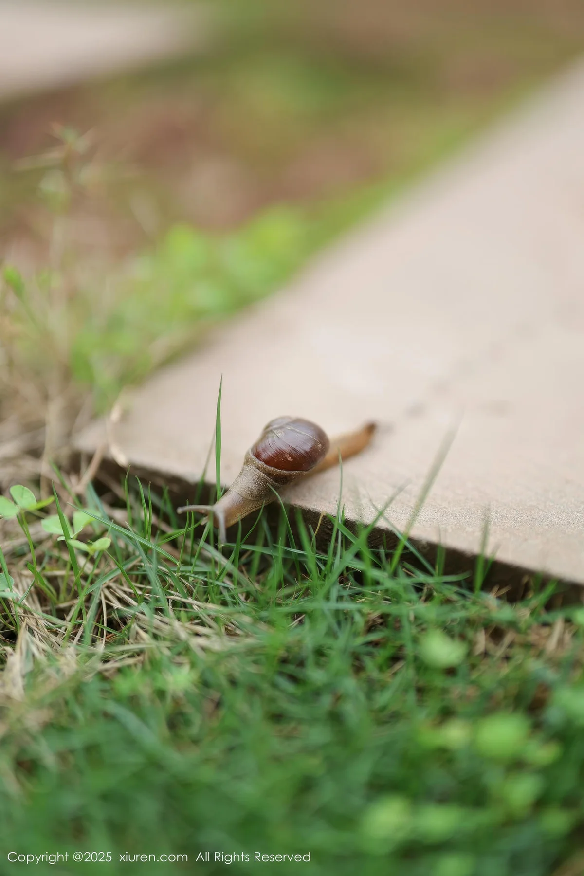 XiuRen 秀人 No.10215 茂木希子 新人红色裙子肉色丝袜 - 6