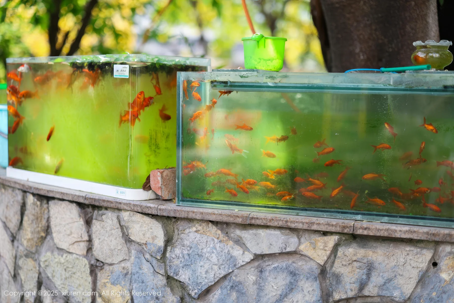 XiuRen 秀人 No.10247 茂木希子 诱人肉色丝袜 - 1