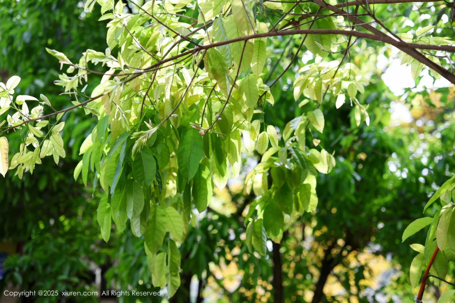 XiuRen 秀人 No.10247 茂木希子 诱人肉色丝袜 - 2